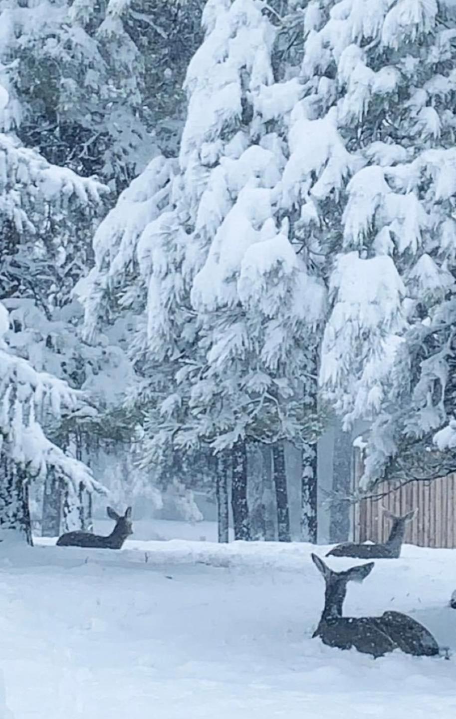 Kathys Cabin, King Bed, Hot Tub, Near-Nau & Downtown Attractions, Perfect Year-Round Mountain Getaway Flagstaff Eksteriør billede